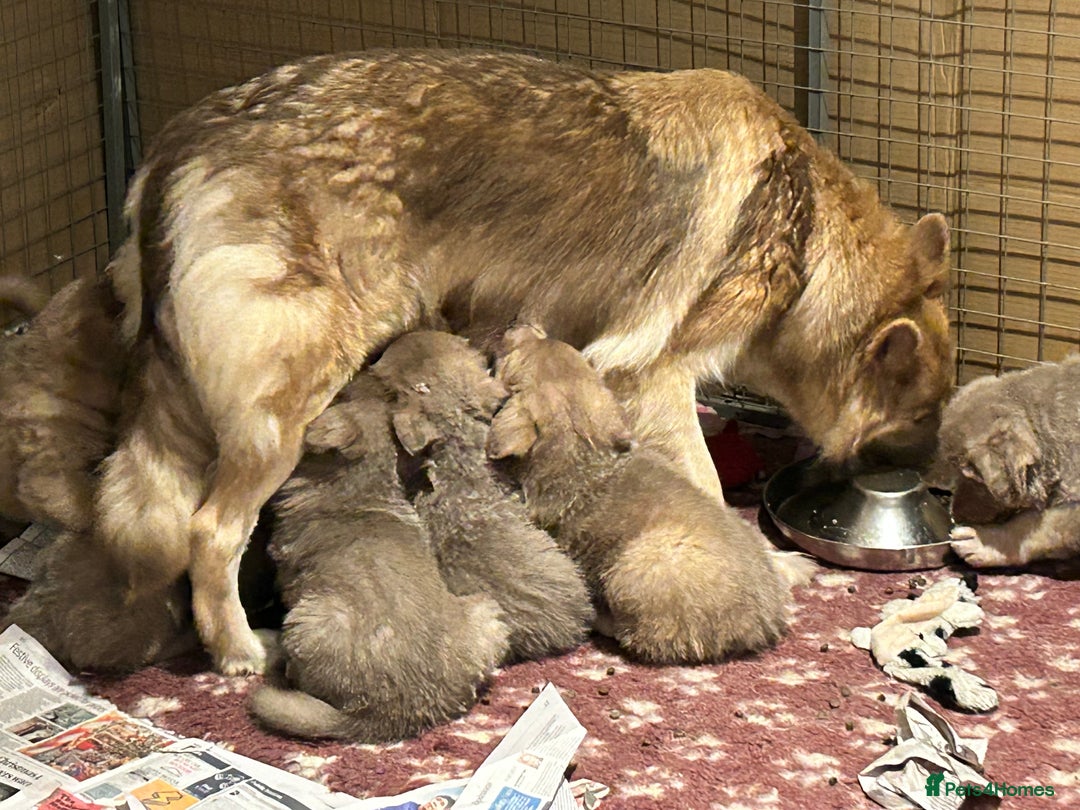 German Shepherd dogs for sale: German Shepherd puppies health tested  - Image 2