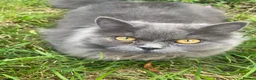 British Longhair cats for sale: Two British Blue longhair siblings - Advert 12