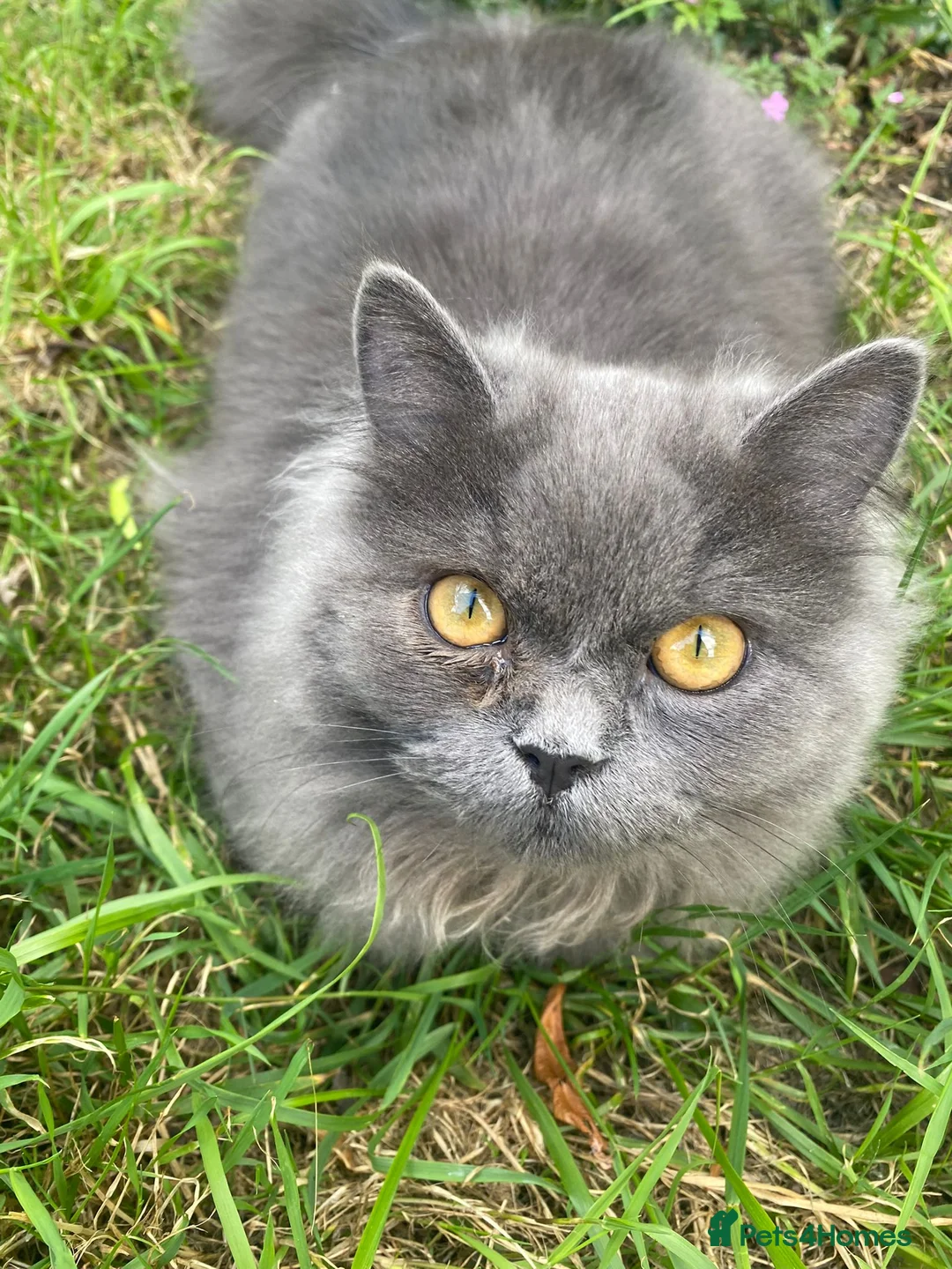 British Longhair cats for sale: Two British Blue longhair siblings - Advert 12