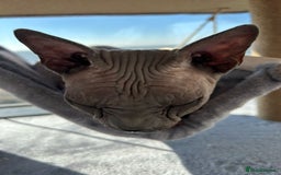 Sphynx cats for sale: Two beautiful boys  - Image 2