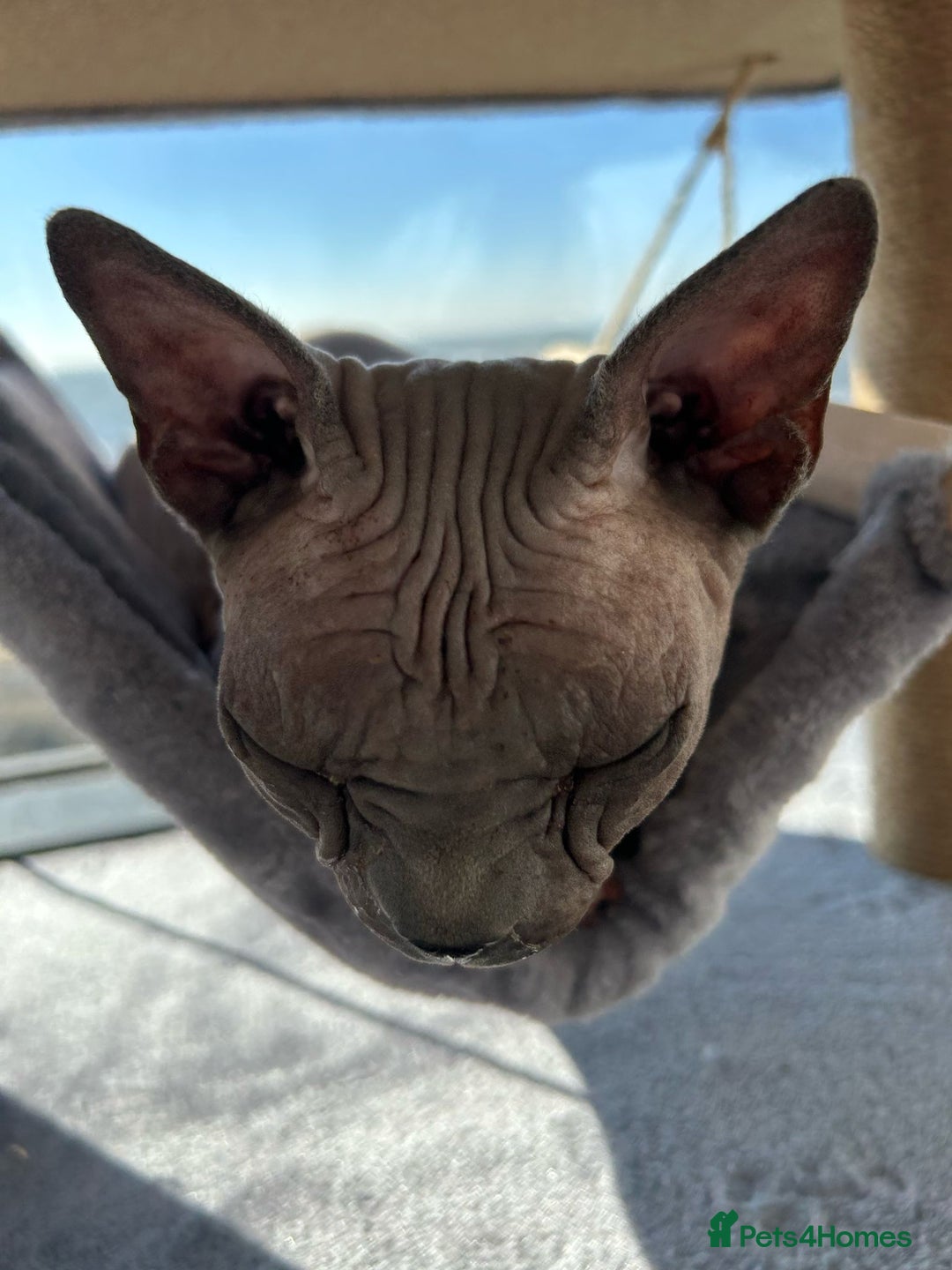 Sphynx cats for sale: Two beautiful boys  - Image 2