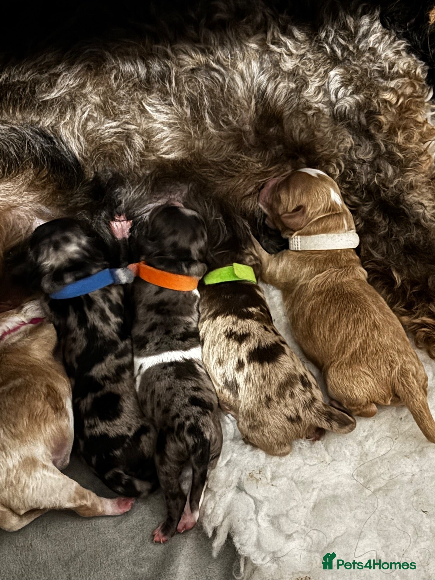 Cockapoo dogs for sale: 7 F2 cockapoo puppies only 6 available - Advert 9
