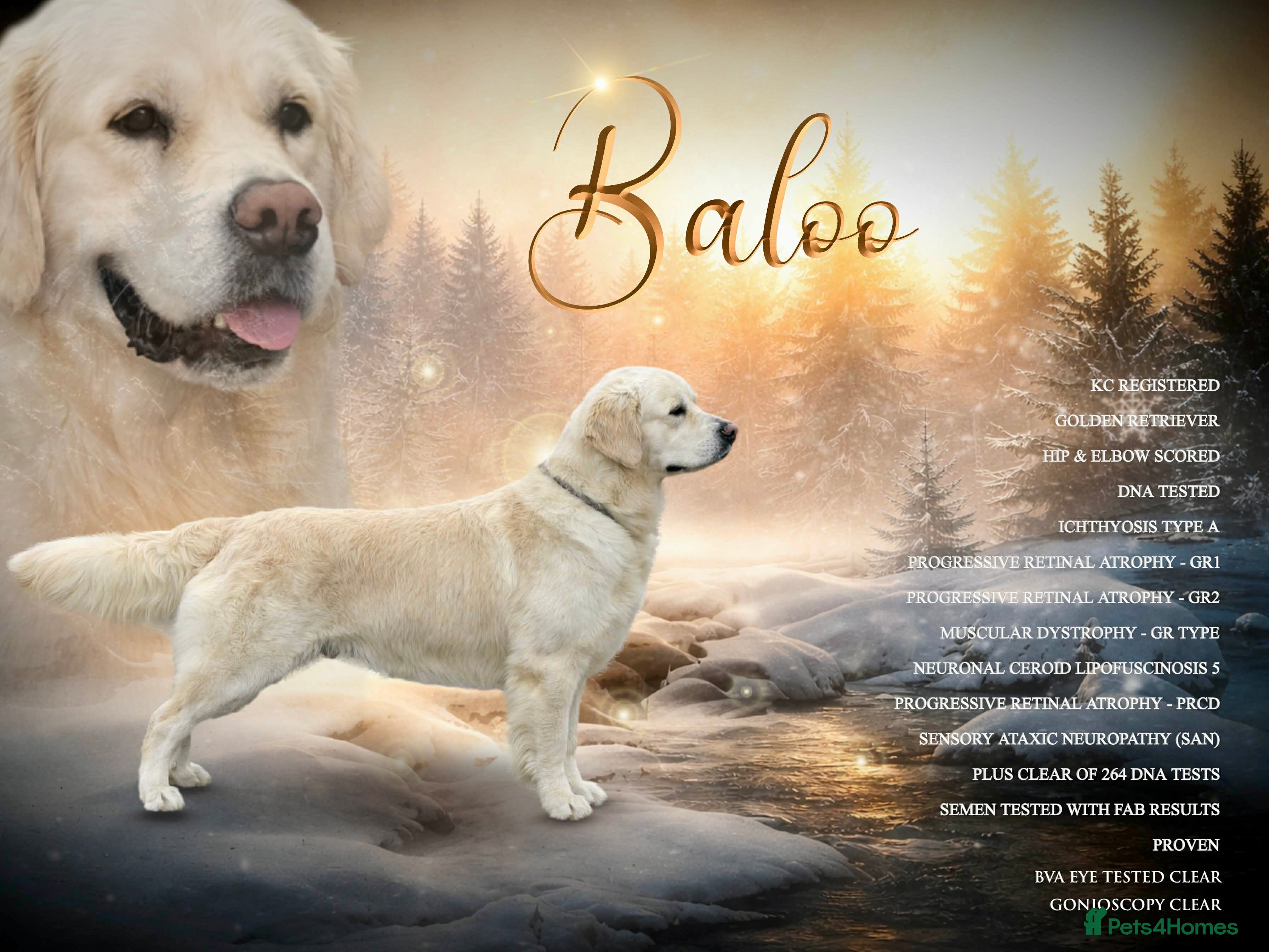 Golden Retriever dogs  dna tested clear proven golden retriever stud - Advert 1