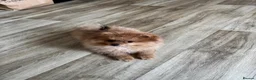 Pomeranian dogs for sale: KC reg Ready to go Luxury Pomeranian  - Advert 13