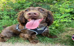 Cocker Spaniel dogs for sale: Cocker spaniel for unfortunate rehome🐶 - Image 1