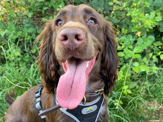 Cocker Spaniel dogs - Advert 12