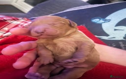 Cockapoo dogs for sale: cockapoo - Image 4