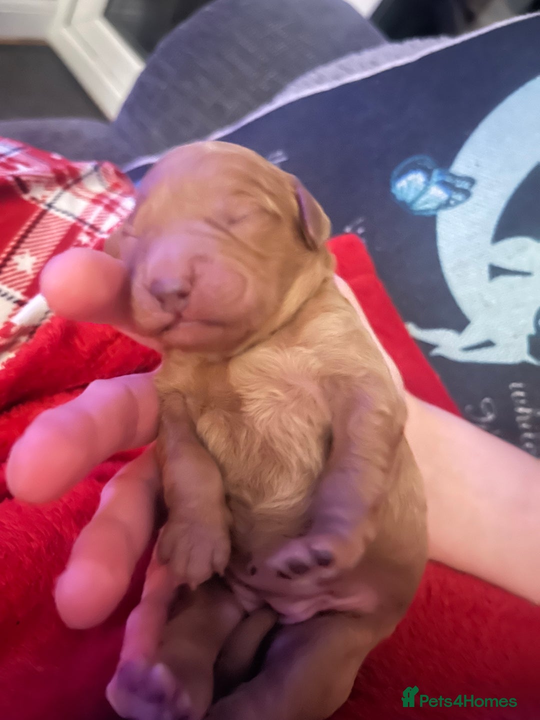 Cockapoo dogs for sale: cockapoo - Image 4