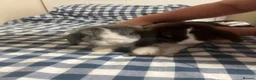 English Lop rabbits for sale: Two lovely tame rabbits  in Redhill - Advert 4