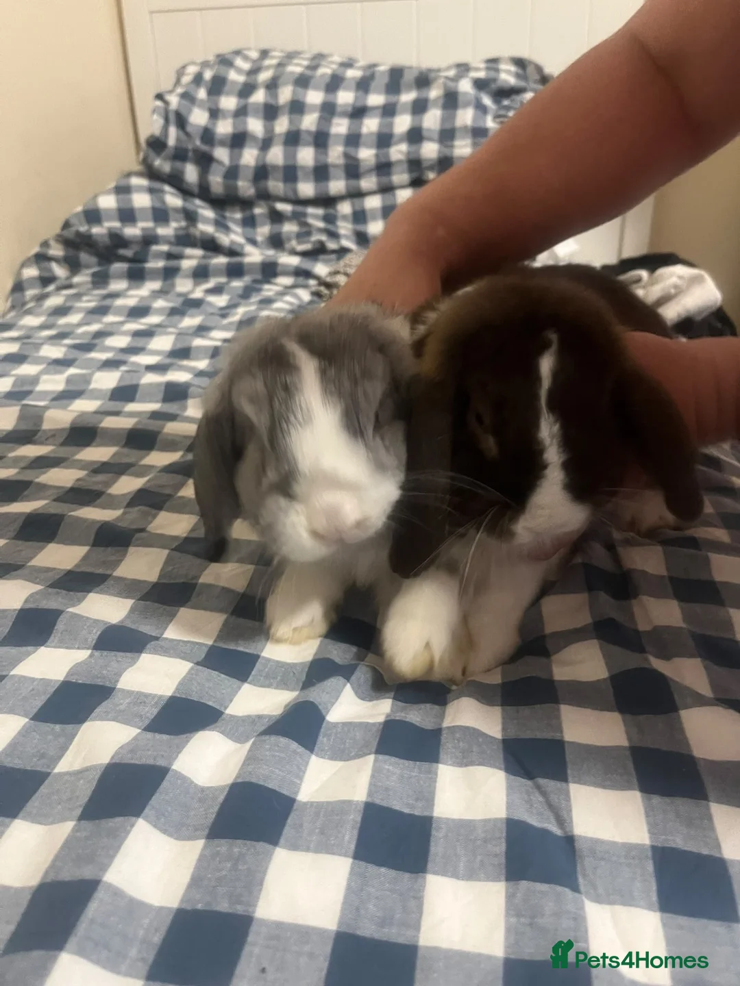 English Lop rabbits for sale: Two lovely tame rabbits  in Redhill - Advert 4
