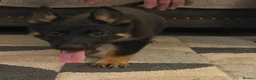 German Shepherd dogs for sale: Fully kc German Shepherd puppies  - Advert 2