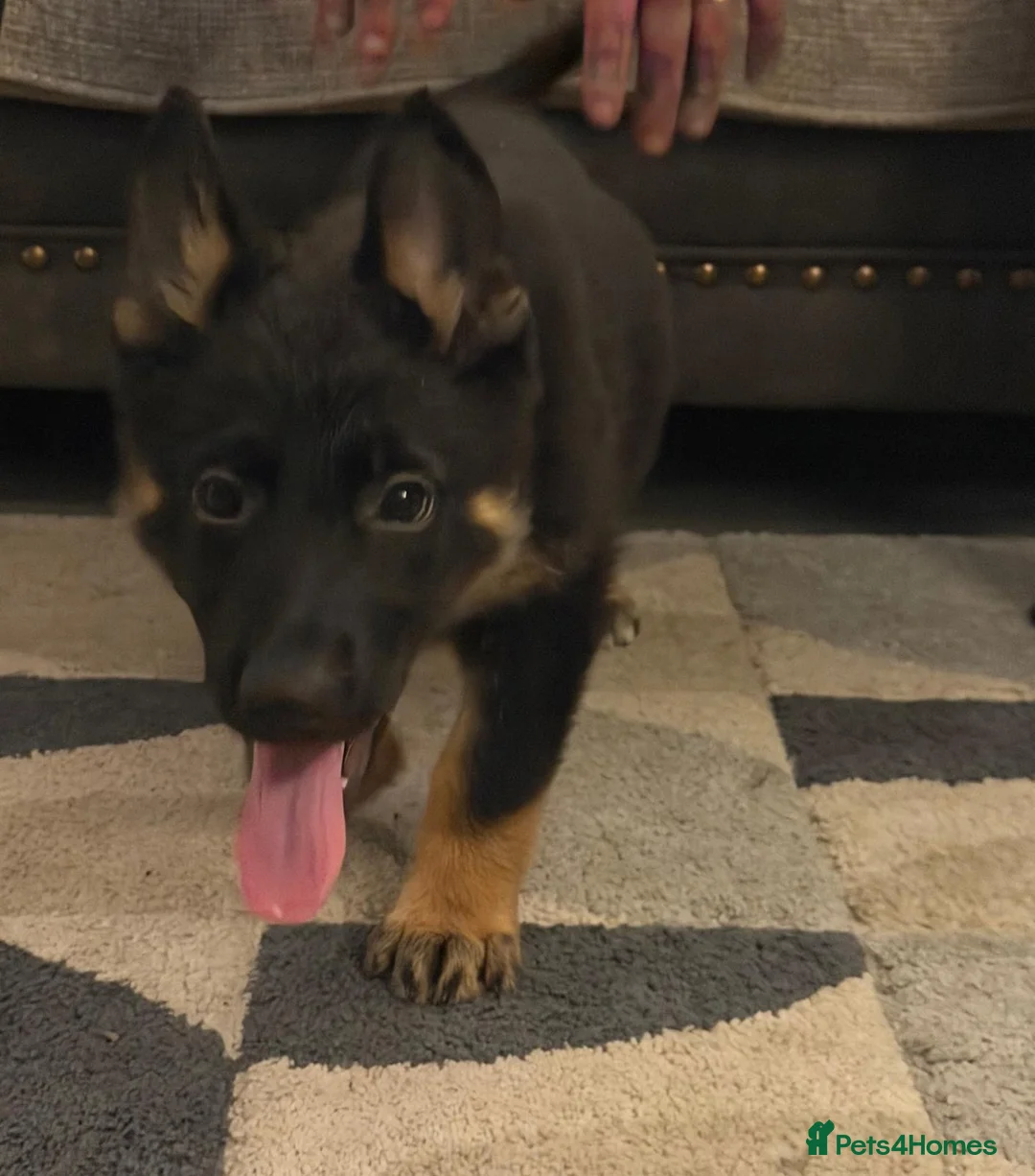 German Shepherd dogs for sale: Fully kc German Shepherd puppies  - Advert 2
