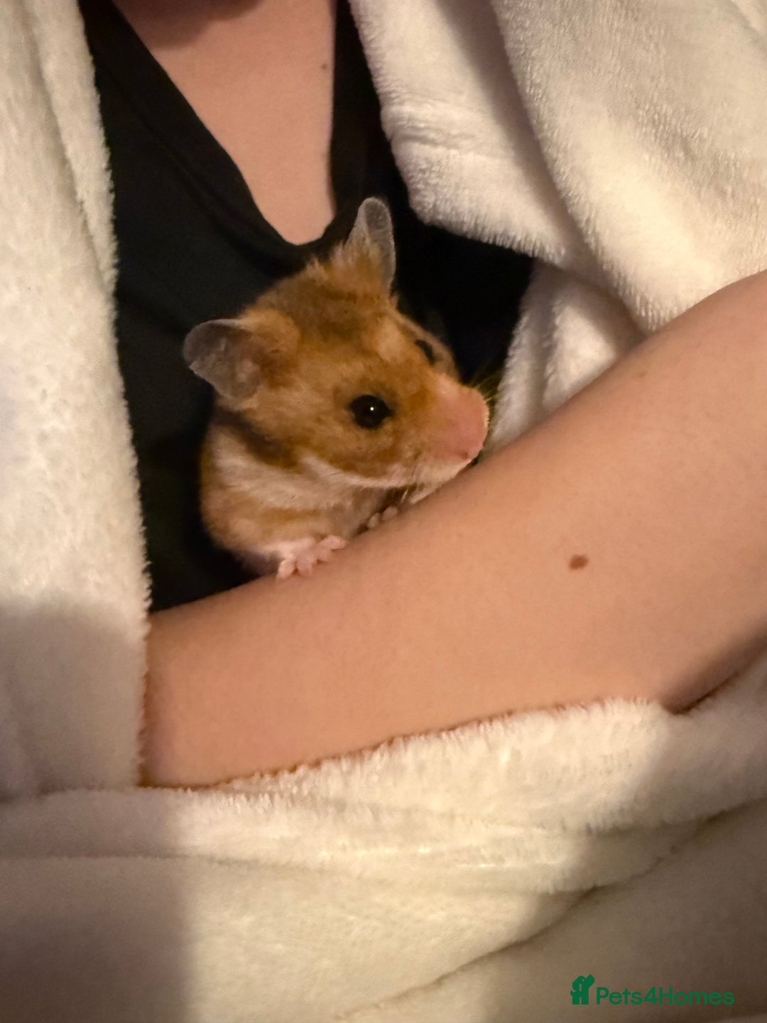 Hamster rodents for sale: Syrian hamster  - Advert 7