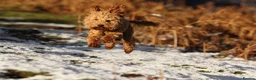 Mixed Breed dogs for sale: Gorgeous Lakeland x Toy Poodle Puppies - Advert 9