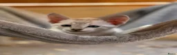 Savannah cats for sale: F5 SBT SNOW & BST SAVANNAHS KITTENS - Advert 25