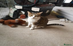 Bengal cats for sale: Bengal crossed tabby  - Image 7