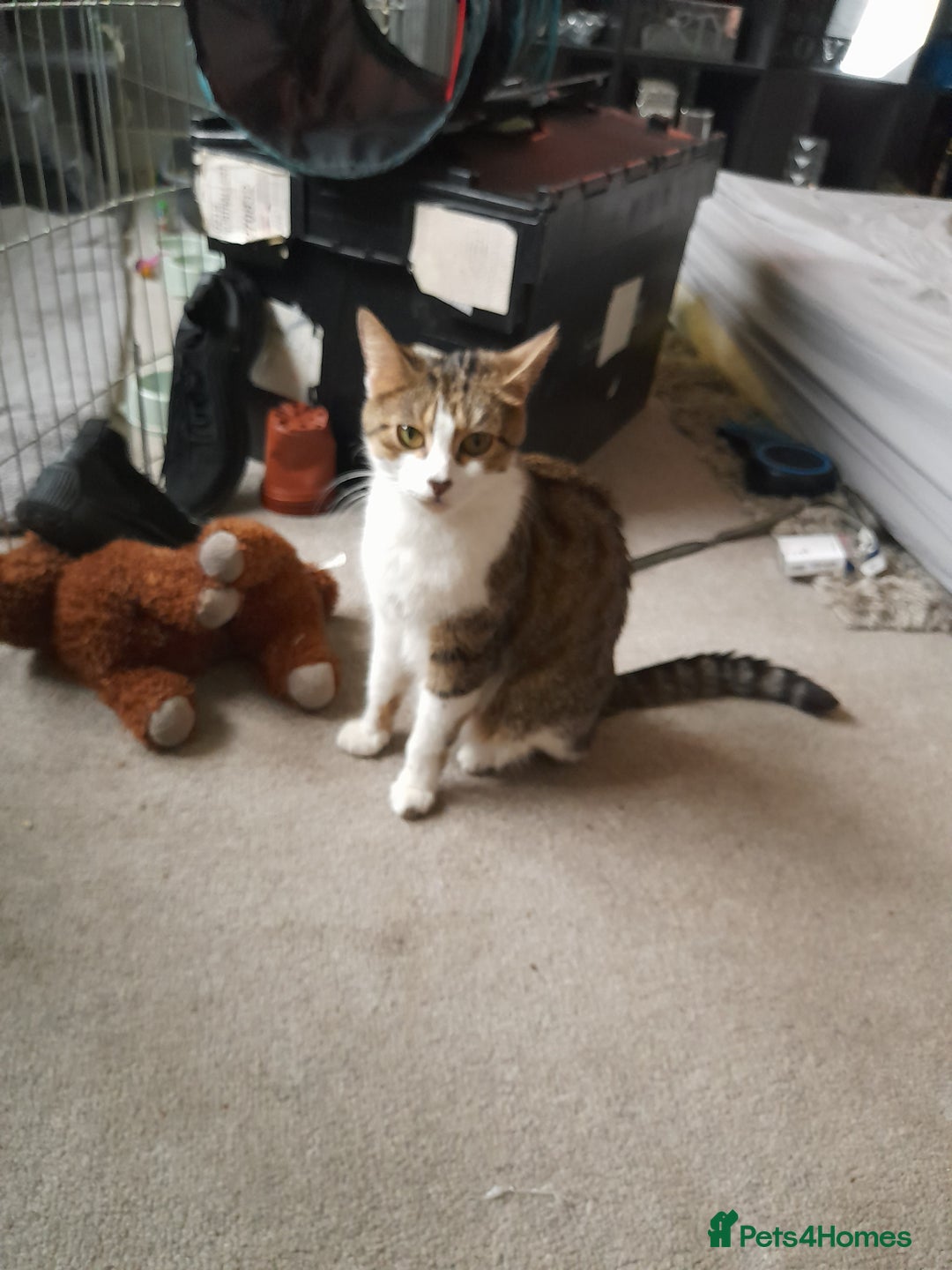 Bengal cats for sale: Bengal crossed tabby  - Image 7