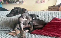 Mixed Breed dogs for sale: Saluki x lurcher/whippet puppies - Image 1