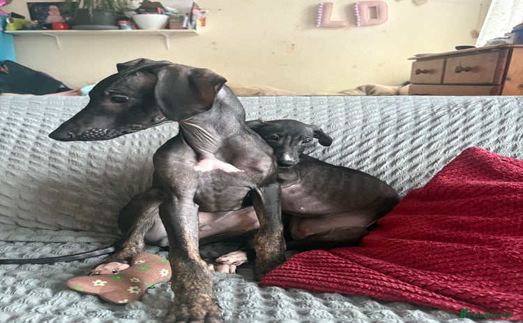 Mixed Breed dogs - Advert 1