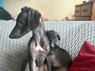 Mixed Breed dogs - Advert 1