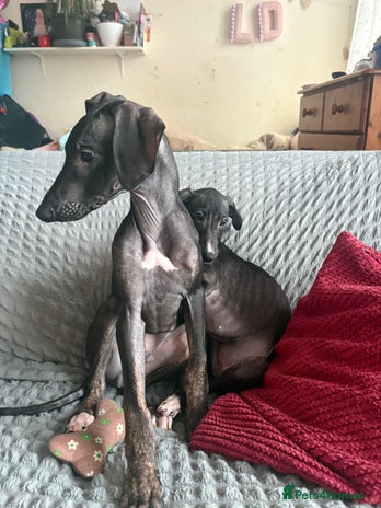 Mixed Breed dogs - Advert 1