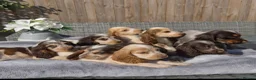 Cocker Spaniel dogs for sale: Exceptional True Show winning Champion Cockers. - Advert 4