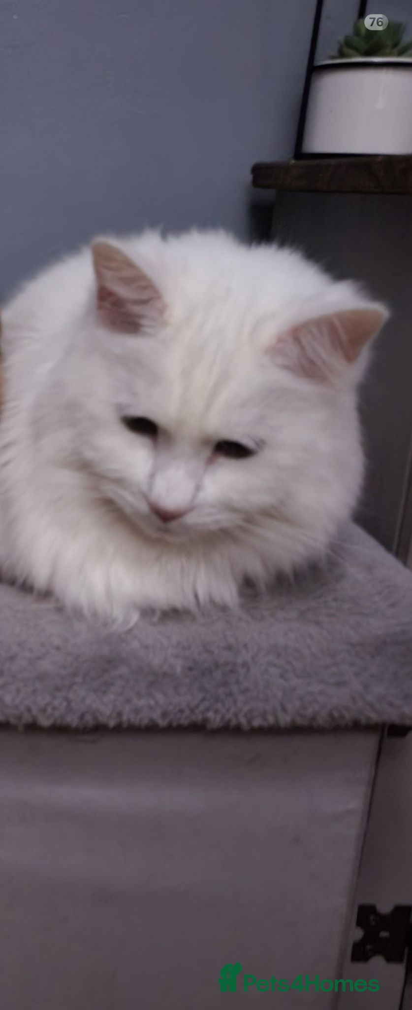 Domestic Shorthair cats Male cat  - Advert 2