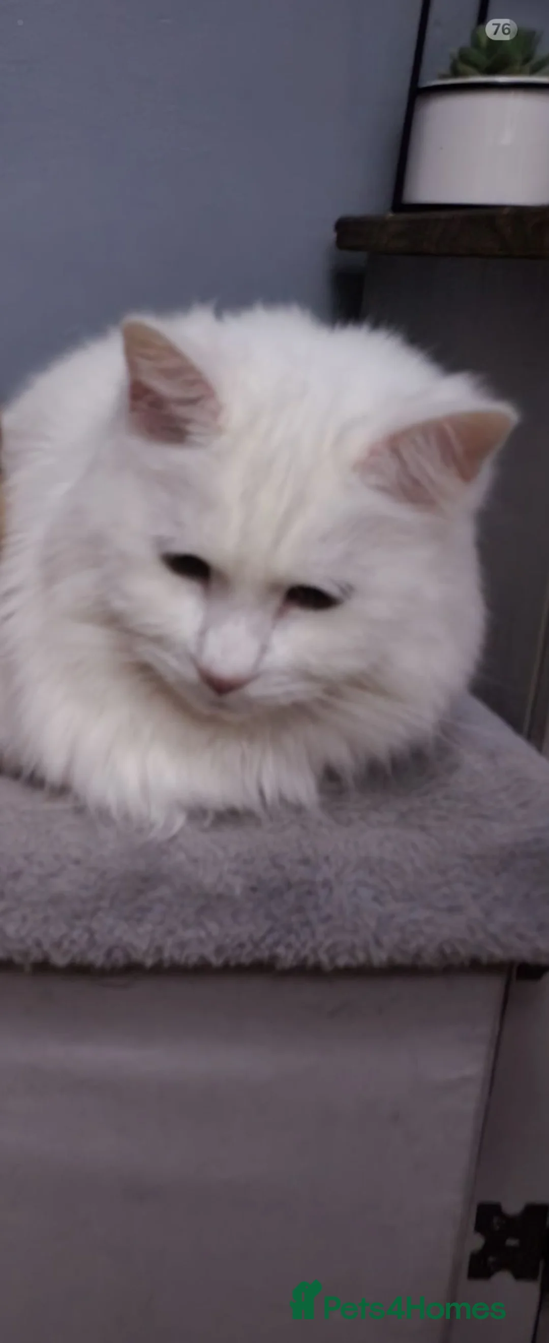 Domestic Shorthair cats for sale: Male cat  - Advert 1
