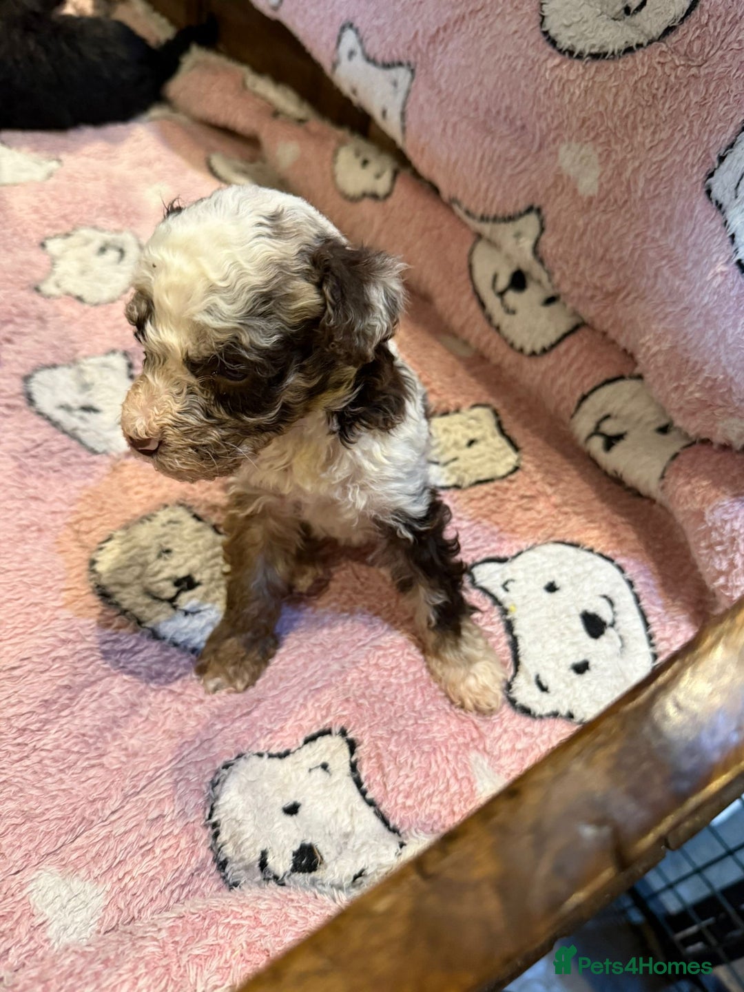 Toy Poodle dogs for sale: Exquisite Toy Poodle pups - Health tested parents - Image 21