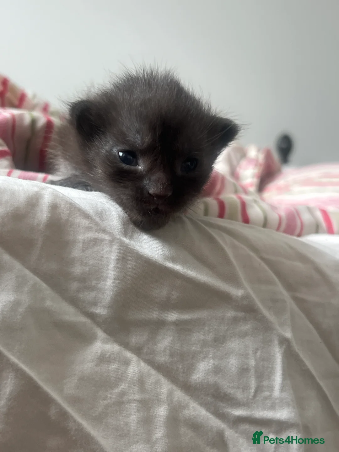 Maine Coon cats for sale: 4 beautiful maincoon mix tab kittens  - Advert 6