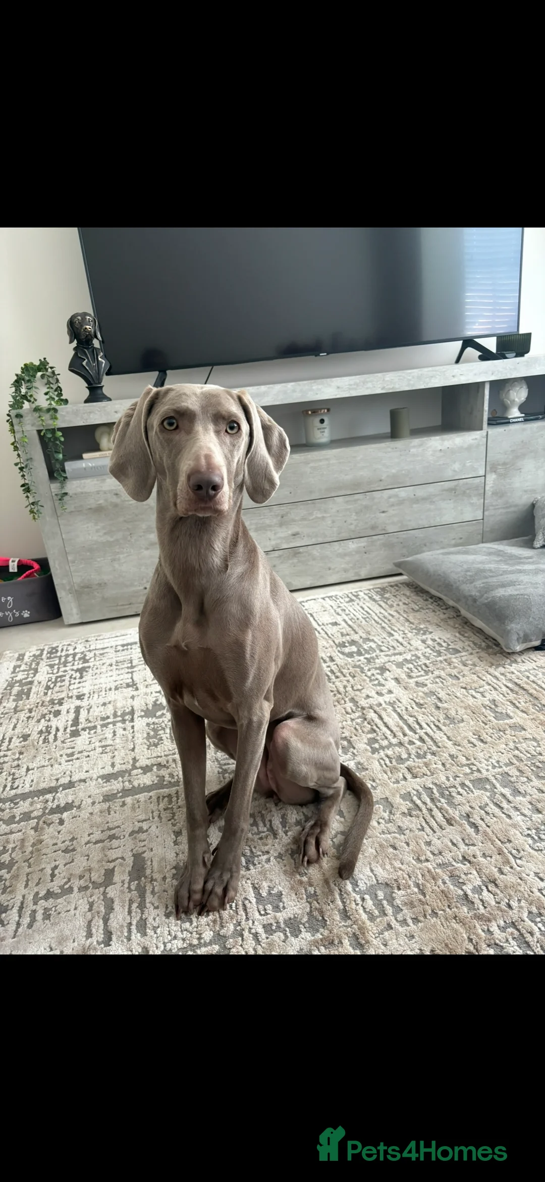 Weimaraner dogs for sale: Rehoming Weimaraner  - Advert 8