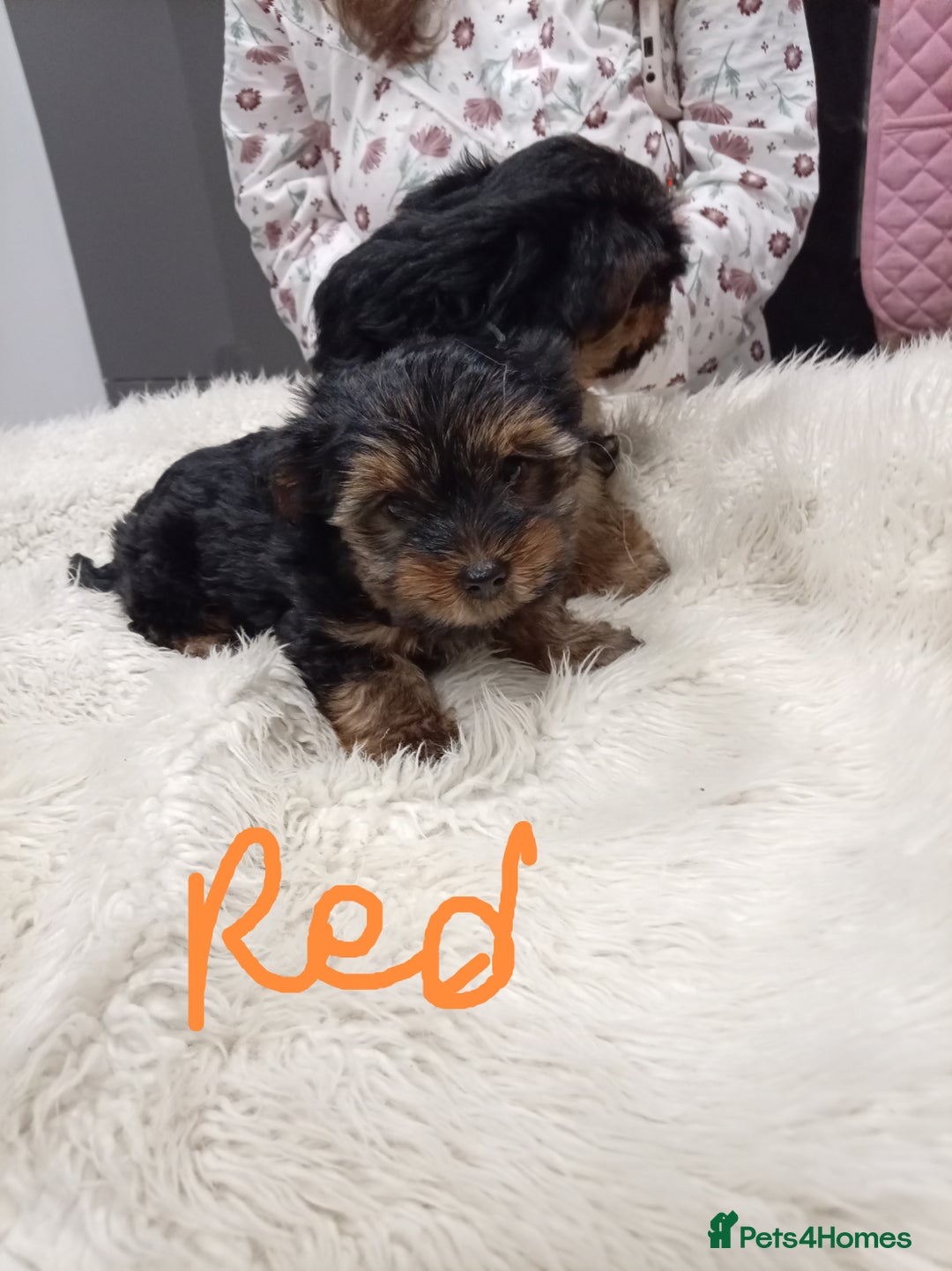 Chorkie dogs for sale: Two amazing Yorkie boys - Advert 5