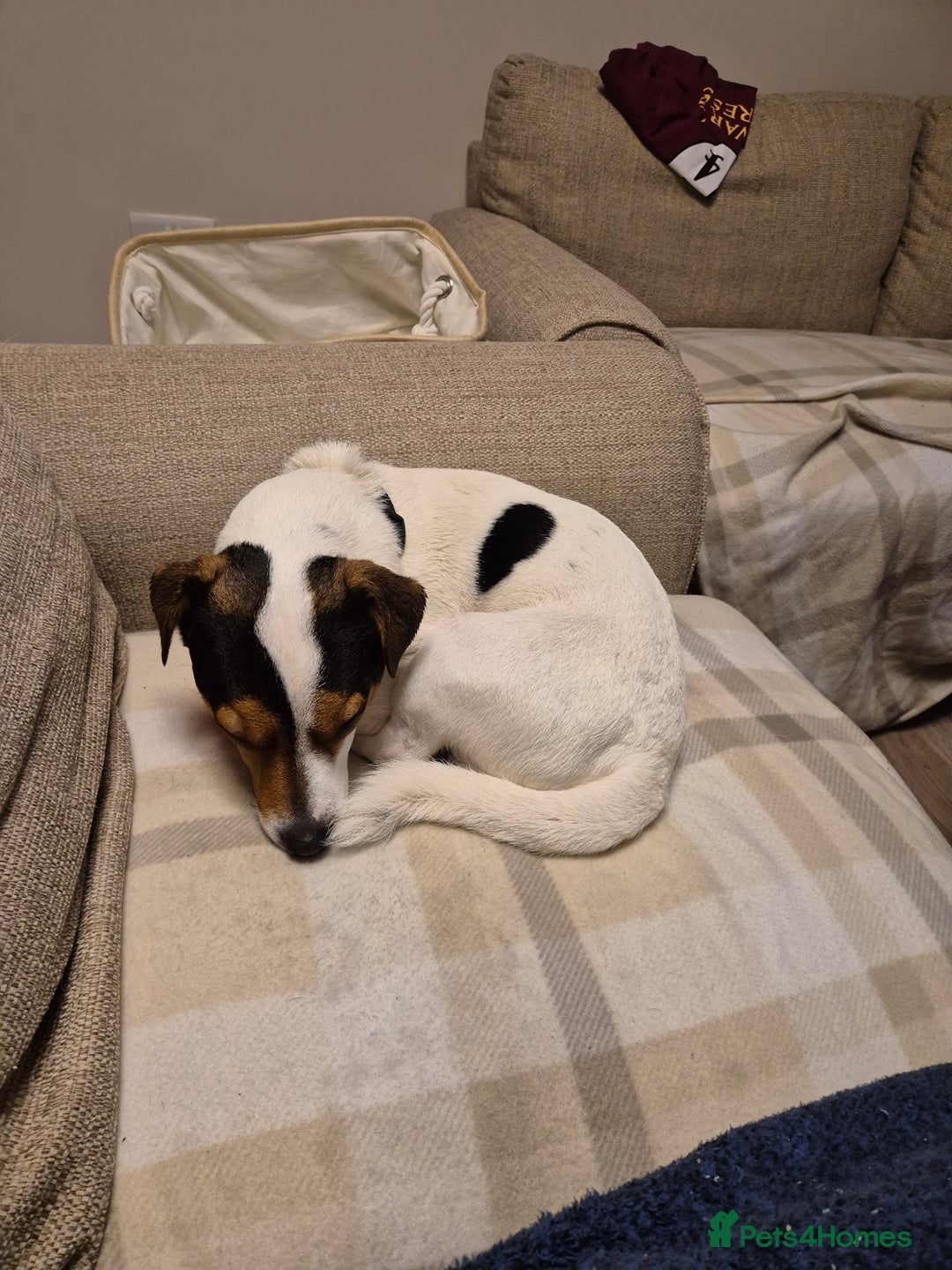 Jack Russell dogs for sale: Mist the Jack Russell - Advert 2