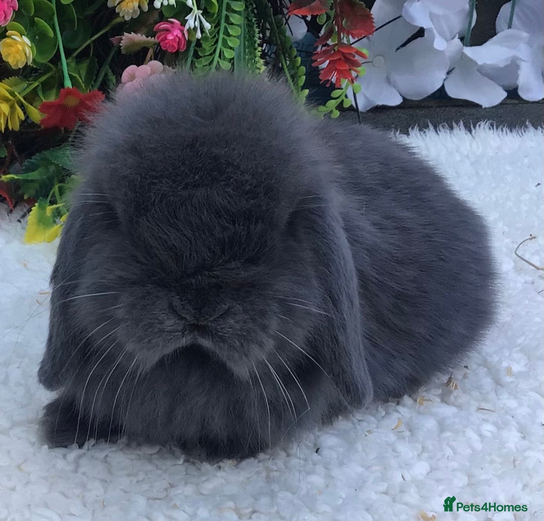 Mini Lop rabbits for sale: Mini lop buck - Advert 7