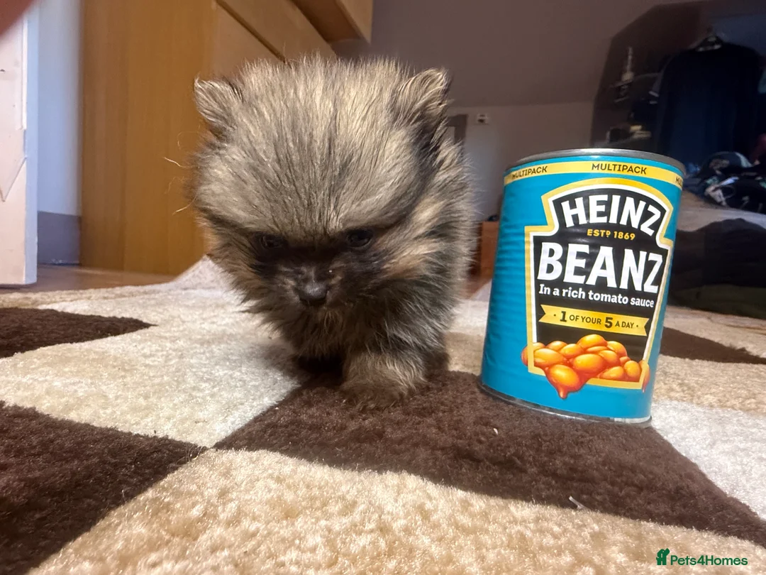 Pomeranian dogs for sale: 🐾 Adorable Merle Pomeranian Puppies for Sale 🐾 - Advert 3