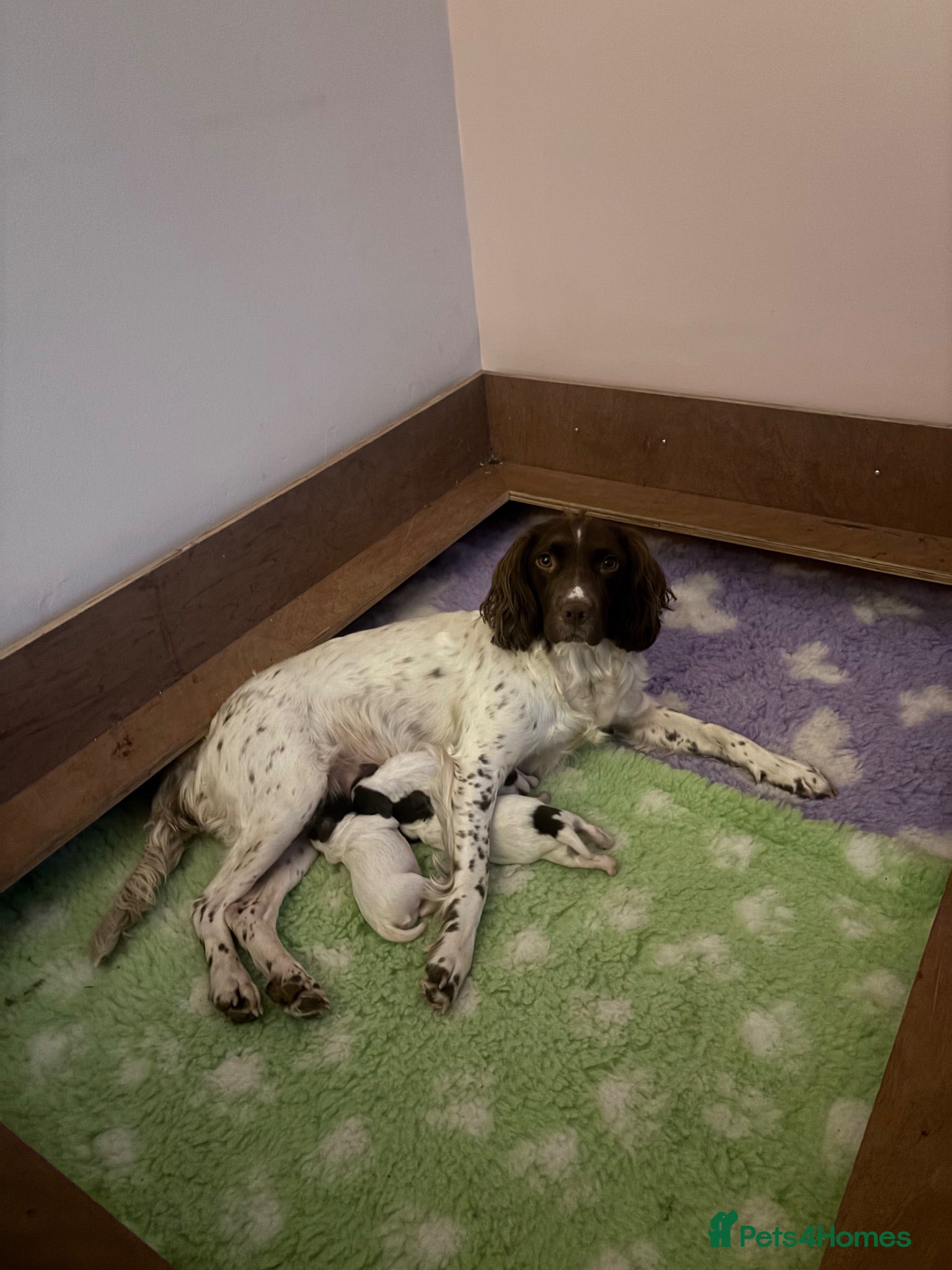 English Springer Spaniel dogs English Springer Spaniel Pups - Advert 4