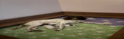 English Springer Spaniel dogs for sale: English Springer Spaniel Pups - Advert 1