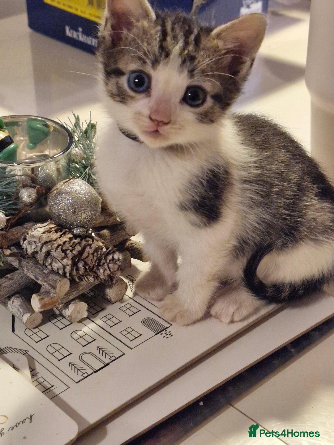 Mixed Breed cats for sale: Beautiful Siamese cross kittens - Advert 28