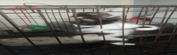 Mixed Breed cats for sale: Kittens in Houghton le Spring - Advert 5