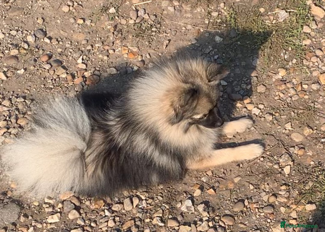 Pomeranian dogs for sale: Cream girl & sable boy - Image 6