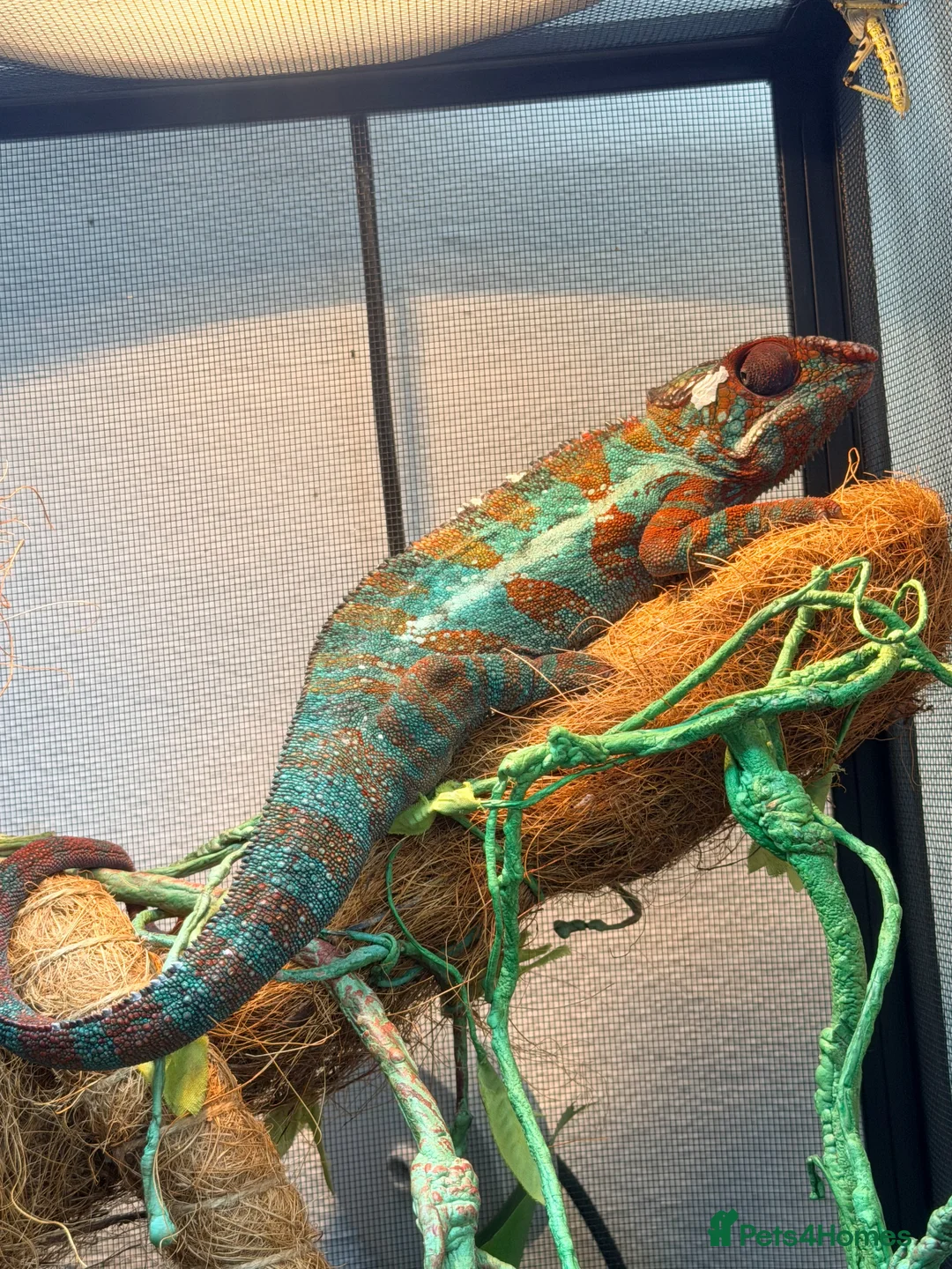 Chameleon reptiles for sale: 2 Male Panther Chameleons in Sidmouth - Advert 2