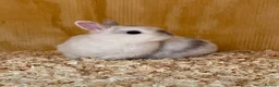 Netherland Dwarf rabbits for sale: Netherland dwarf baby rabbits  - Advert 9