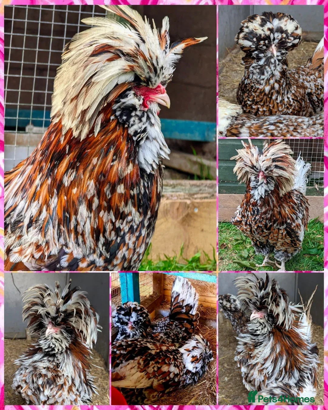 Chickens poultry for sale: Tolbunt Polish Large Fowl Hatching Eggs  - Advert 1