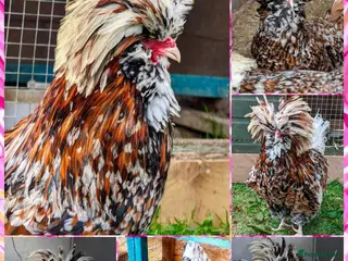 Chickens poultry Tolbunt Polish Large Fowl Hatching Eggs - Advert 5