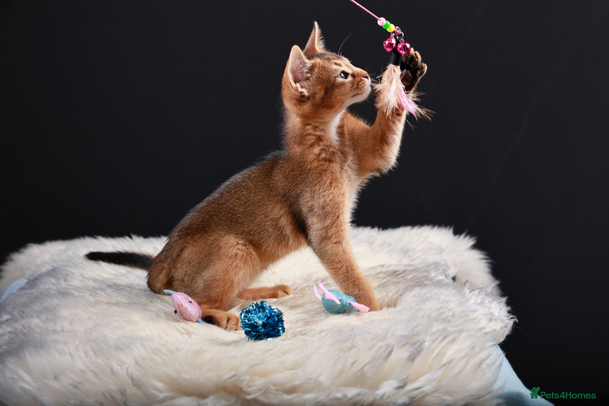 Abyssinian cats TICA reg one gorgeous Ruddy Aby boy left! - Advert 2