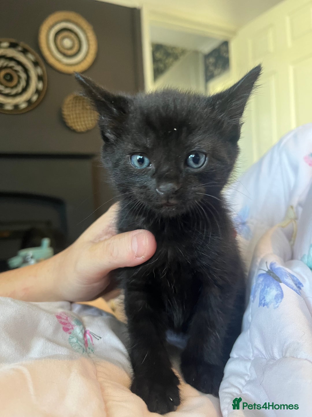 Mixed Breed cats for sale: Adorable kittens - Image 1