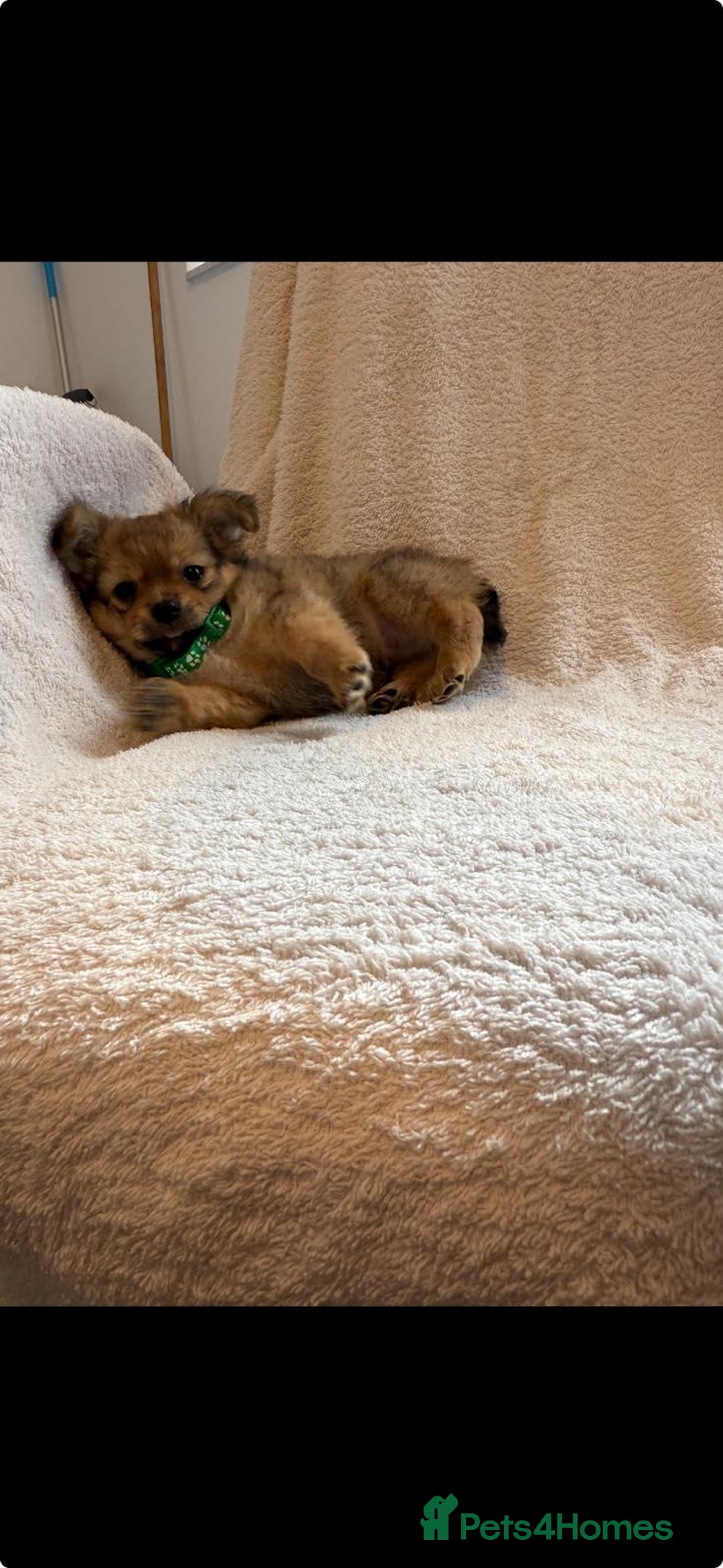 Pomchi dogs for sale: Beautiful fluffy pomchi puppies  - Image 19
