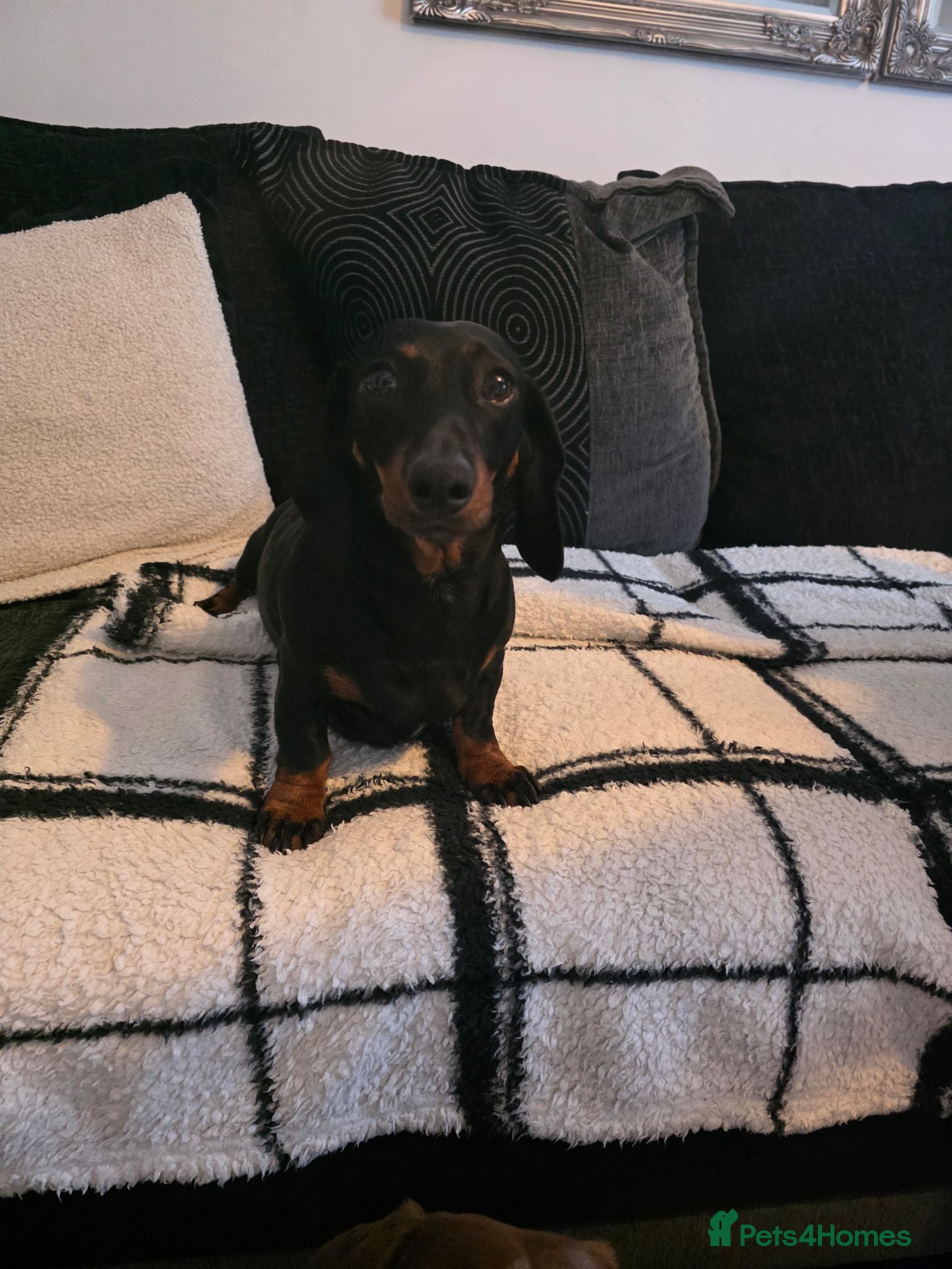 Miniature Dachshund dogs Mini dachshund puppies 🐶  - Advert 3