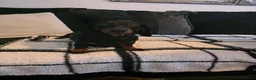 Miniature Dachshund dogs for sale: Mini dachshund puppies 🐶  - Advert 1