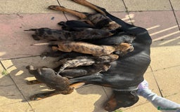 Mixed Breed dogs for sale: Outstanding quality pups  - Image 1